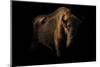 European Bison (Bison Bonasus) Standing in Shadow-Edwin Giesbers-Mounted Photographic Print