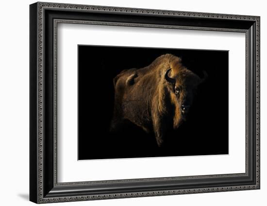 European Bison (Bison Bonasus) Standing in Shadow-Edwin Giesbers-Framed Photographic Print