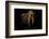 European Bison (Bison Bonasus) Standing in Shadow-Edwin Giesbers-Framed Photographic Print