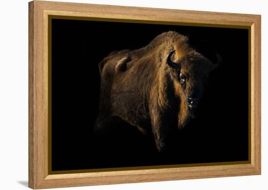 European Bison (Bison Bonasus) Standing in Shadow-Edwin Giesbers-Framed Premier Image Canvas