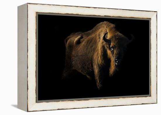 European Bison (Bison Bonasus) Standing in Shadow-Edwin Giesbers-Framed Premier Image Canvas