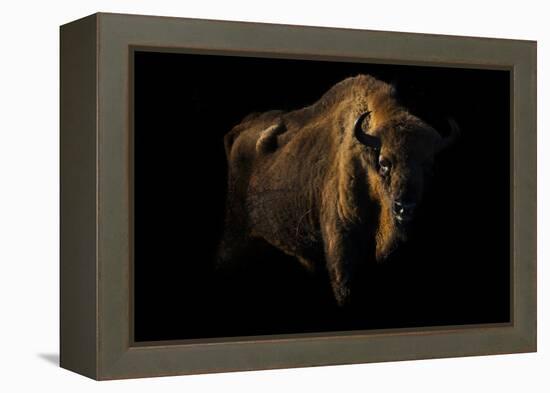 European Bison (Bison Bonasus) Standing in Shadow-Edwin Giesbers-Framed Premier Image Canvas