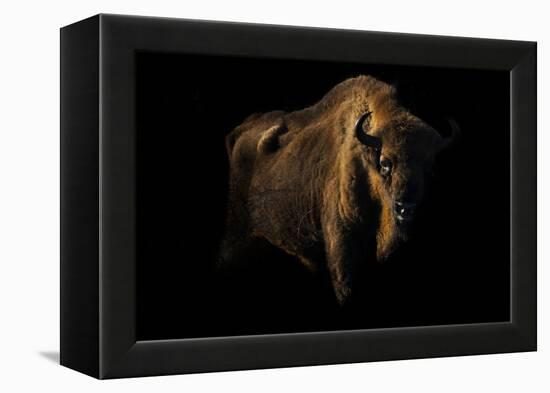 European Bison (Bison Bonasus) Standing in Shadow-Edwin Giesbers-Framed Premier Image Canvas