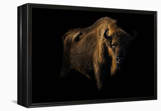 European Bison (Bison Bonasus) Standing in Shadow-Edwin Giesbers-Framed Premier Image Canvas