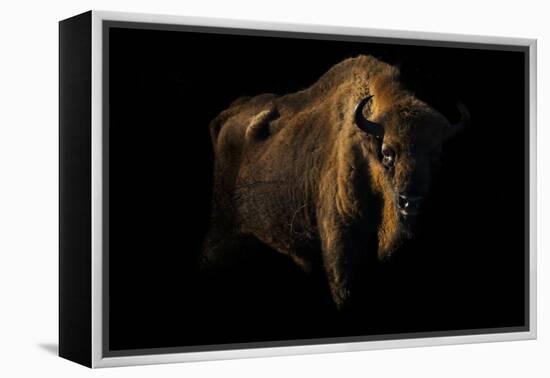 European Bison (Bison Bonasus) Standing in Shadow-Edwin Giesbers-Framed Premier Image Canvas