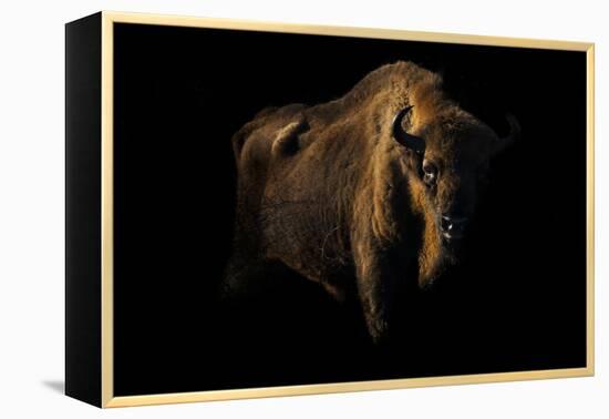 European Bison (Bison Bonasus) Standing in Shadow-Edwin Giesbers-Framed Premier Image Canvas