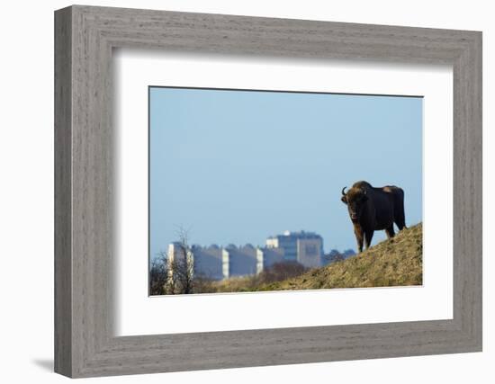 European Bison (Bison Bonasus) with Town in the Background-Edwin Giesbers-Framed Photographic Print