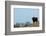 European Bison (Bison Bonasus) with Town in the Background-Edwin Giesbers-Framed Photographic Print