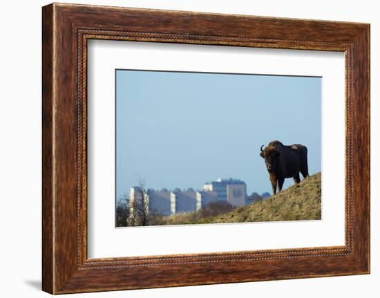 European Bison (Bison Bonasus) with Town in the Background-Edwin Giesbers-Framed Photographic Print