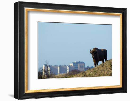 European Bison (Bison Bonasus) with Town in the Background-Edwin Giesbers-Framed Photographic Print