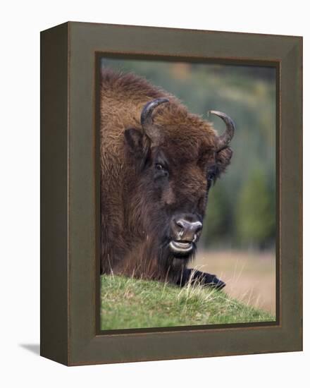 European Bison, Captive at Highland Wildlife Park, Kingussie, Scotland, United Kingdom-Steve & Ann Toon-Framed Premier Image Canvas