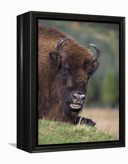 European Bison, Captive at Highland Wildlife Park, Kingussie, Scotland, United Kingdom-Steve & Ann Toon-Framed Premier Image Canvas