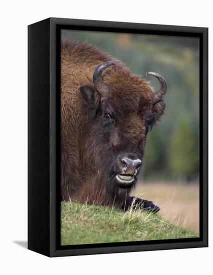 European Bison, Captive at Highland Wildlife Park, Kingussie, Scotland, United Kingdom-Steve & Ann Toon-Framed Premier Image Canvas