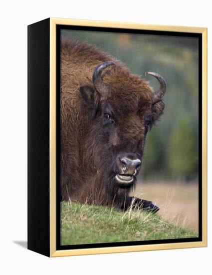 European Bison, Captive at Highland Wildlife Park, Kingussie, Scotland, United Kingdom-Steve & Ann Toon-Framed Premier Image Canvas