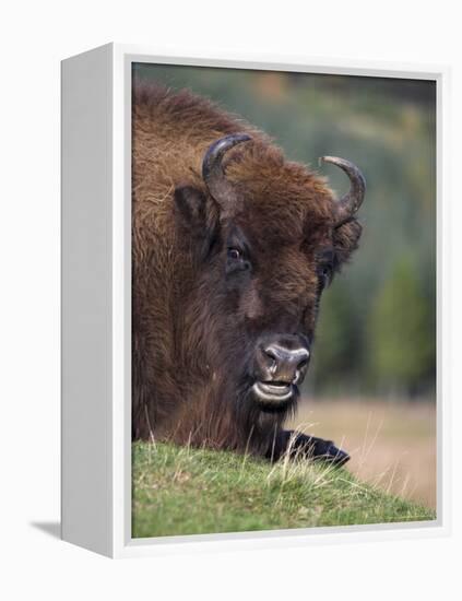 European Bison, Captive at Highland Wildlife Park, Kingussie, Scotland, United Kingdom-Steve & Ann Toon-Framed Premier Image Canvas