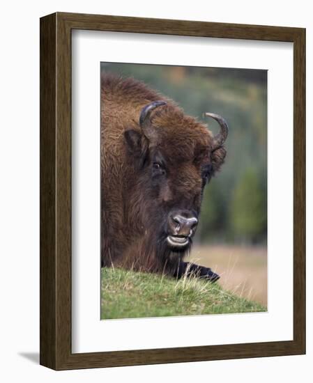 European Bison, Captive at Highland Wildlife Park, Kingussie, Scotland, United Kingdom-Steve & Ann Toon-Framed Photographic Print