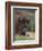 European Bison, Captive at Highland Wildlife Park, Kingussie, Scotland, United Kingdom-Steve & Ann Toon-Framed Photographic Print