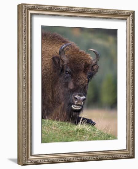 European Bison, Captive at Highland Wildlife Park, Kingussie, Scotland, United Kingdom-Steve & Ann Toon-Framed Photographic Print