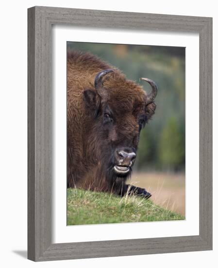 European Bison, Captive at Highland Wildlife Park, Kingussie, Scotland, United Kingdom-Steve & Ann Toon-Framed Photographic Print