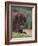 European Bison, Captive at Highland Wildlife Park, Kingussie, Scotland, United Kingdom-Steve & Ann Toon-Framed Photographic Print