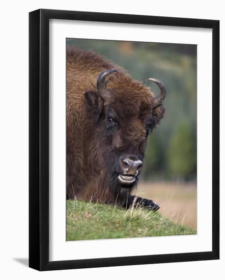 European Bison, Captive at Highland Wildlife Park, Kingussie, Scotland, United Kingdom-Steve & Ann Toon-Framed Photographic Print
