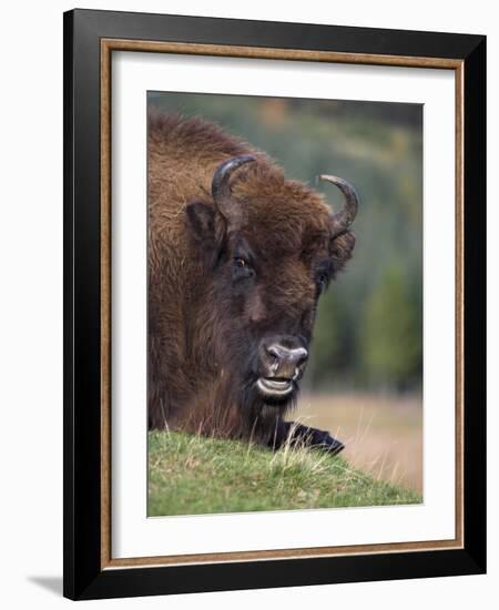 European Bison, Captive at Highland Wildlife Park, Kingussie, Scotland, United Kingdom-Steve & Ann Toon-Framed Photographic Print