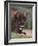 European Bison, Captive at Highland Wildlife Park, Kingussie, Scotland, United Kingdom-Steve & Ann Toon-Framed Photographic Print