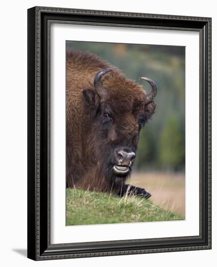 European Bison, Captive at Highland Wildlife Park, Kingussie, Scotland, United Kingdom-Steve & Ann Toon-Framed Photographic Print