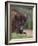 European Bison, Captive at Highland Wildlife Park, Kingussie, Scotland, United Kingdom-Steve & Ann Toon-Framed Photographic Print