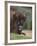 European Bison, Captive at Highland Wildlife Park, Kingussie, Scotland, United Kingdom-Steve & Ann Toon-Framed Photographic Print