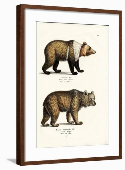 European Brown Bear, 1824-Karl Joseph Brodtmann-Framed Giclee Print