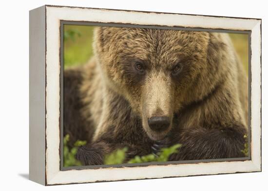 European brown bear head portrait, Finland, Scandinavia, Europe-Kyle Moore-Framed Premier Image Canvas