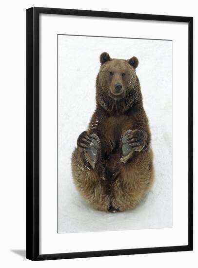 European Brown Bear Male Sitting in Snow-null-Framed Photographic Print