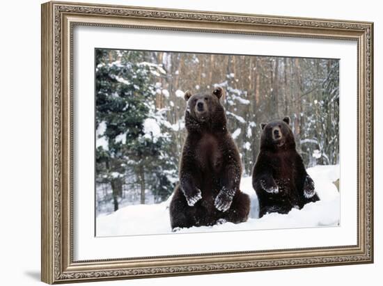 European Brown Bear Two Sitting in Snow-null-Framed Photographic Print