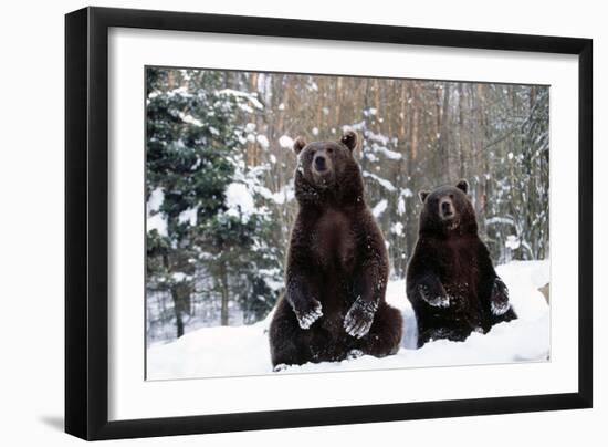 European Brown Bear Two Sitting in Snow-null-Framed Photographic Print
