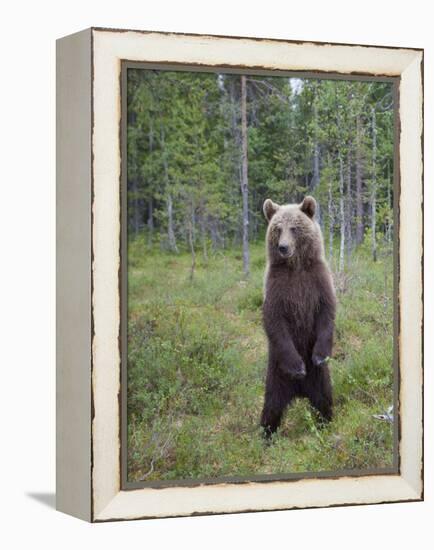 European Brown Bear (Ursos Arctos) Standing on Rear Legs, Kuhmo, Finland, July 2009-Cairns-Framed Premier Image Canvas