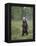 European Brown Bear (Ursos Arctos) Standing on Rear Legs, Kuhmo, Finland, July 2009-Cairns-Framed Premier Image Canvas