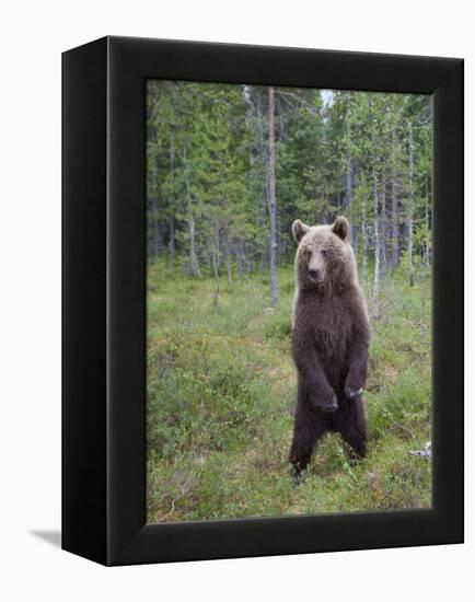 European Brown Bear (Ursos Arctos) Standing on Rear Legs, Kuhmo, Finland, July 2009-Cairns-Framed Premier Image Canvas