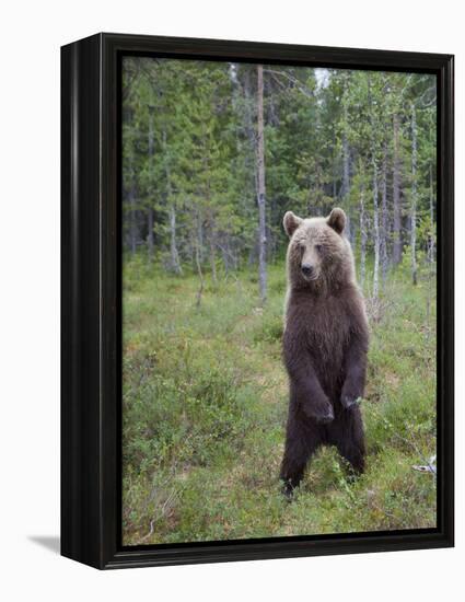 European Brown Bear (Ursos Arctos) Standing on Rear Legs, Kuhmo, Finland, July 2009-Cairns-Framed Premier Image Canvas