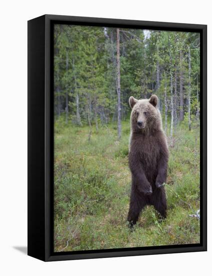 European Brown Bear (Ursos Arctos) Standing on Rear Legs, Kuhmo, Finland, July 2009-Cairns-Framed Premier Image Canvas