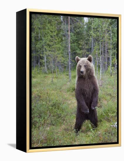 European Brown Bear (Ursos Arctos) Standing on Rear Legs, Kuhmo, Finland, July 2009-Cairns-Framed Premier Image Canvas