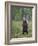 European Brown Bear (Ursos Arctos) Standing on Rear Legs, Kuhmo, Finland, July 2009-Cairns-Framed Photographic Print