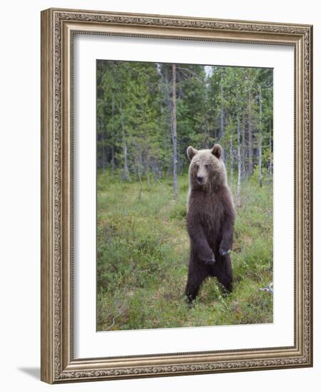 European Brown Bear (Ursos Arctos) Standing on Rear Legs, Kuhmo, Finland, July 2009-Cairns-Framed Photographic Print