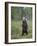 European Brown Bear (Ursos Arctos) Standing on Rear Legs, Kuhmo, Finland, July 2009-Cairns-Framed Photographic Print