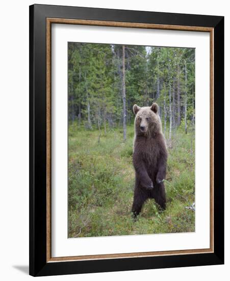 European Brown Bear (Ursos Arctos) Standing on Rear Legs, Kuhmo, Finland, July 2009-Cairns-Framed Photographic Print