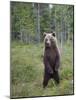 European Brown Bear (Ursos Arctos) Standing on Rear Legs, Kuhmo, Finland, July 2009-Cairns-Mounted Photographic Print