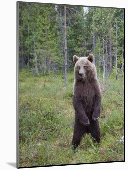 European Brown Bear (Ursos Arctos) Standing on Rear Legs, Kuhmo, Finland, July 2009-Cairns-Mounted Photographic Print