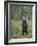 European Brown Bear (Ursos Arctos) Standing on Rear Legs, Kuhmo, Finland, July 2009-Cairns-Framed Photographic Print