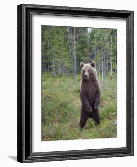 European Brown Bear (Ursos Arctos) Standing on Rear Legs, Kuhmo, Finland, July 2009-Cairns-Framed Photographic Print