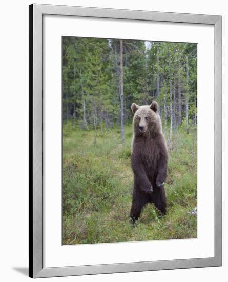 European Brown Bear (Ursos Arctos) Standing on Rear Legs, Kuhmo, Finland, July 2009-Cairns-Framed Photographic Print